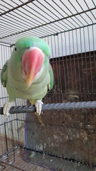 raw parrot female green colored 3