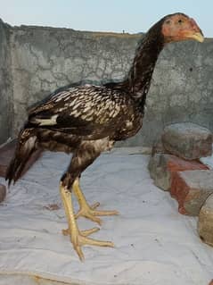 pure aseel chicks for sale WhatsApp number 03376082495