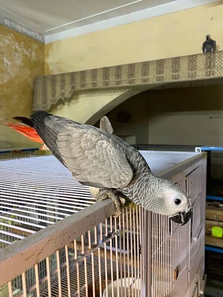African Grey parrots 2