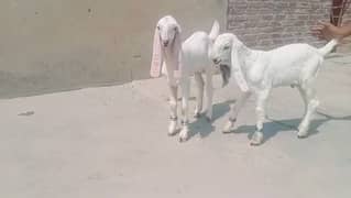 2 Rajhan Puri gulabi Goat 0