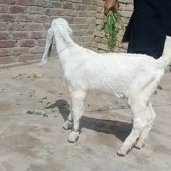 2 Rajhan Puri gulabi Goat 2