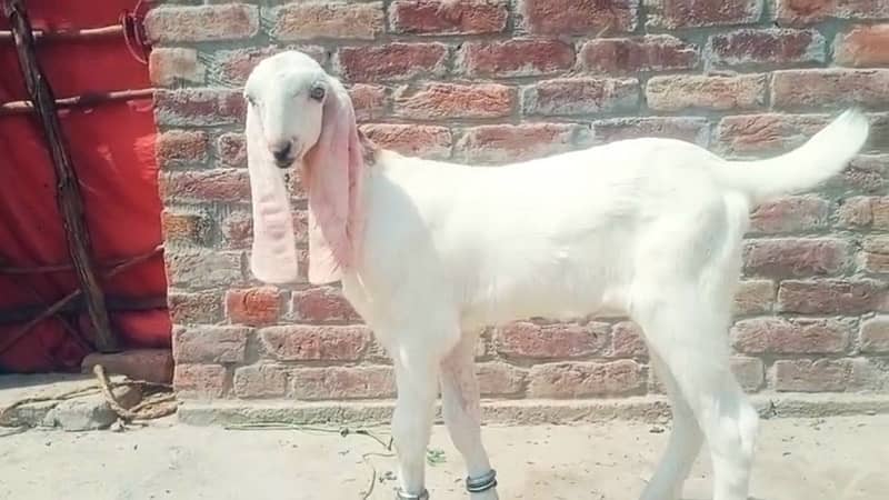 2 Rajhan Puri gulabi Goat 4