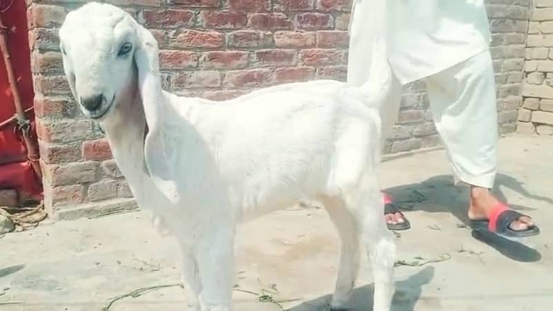 2 Rajhan Puri gulabi Goat 5