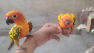 some tamed and beautiful parrots SUN CONURE for sale