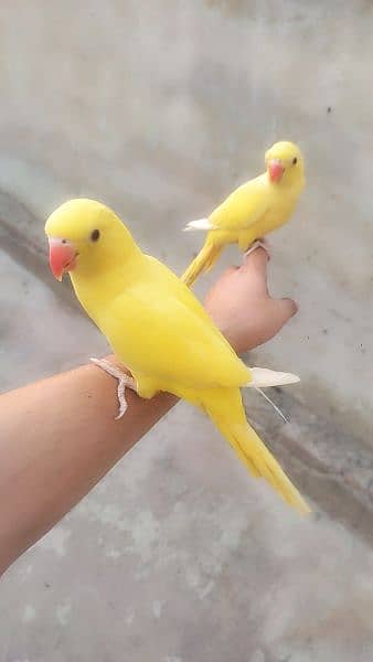 some tamed and beautiful parrots SUN CONURE for sale 1