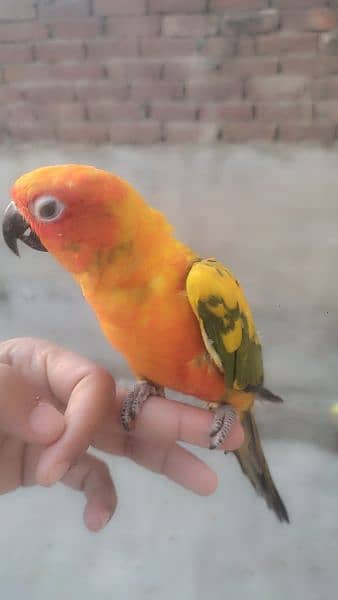 some tamed and beautiful parrots SUN CONURE for sale 2