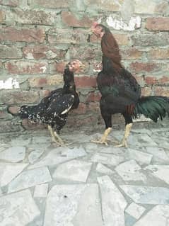 Aseel pair for sale