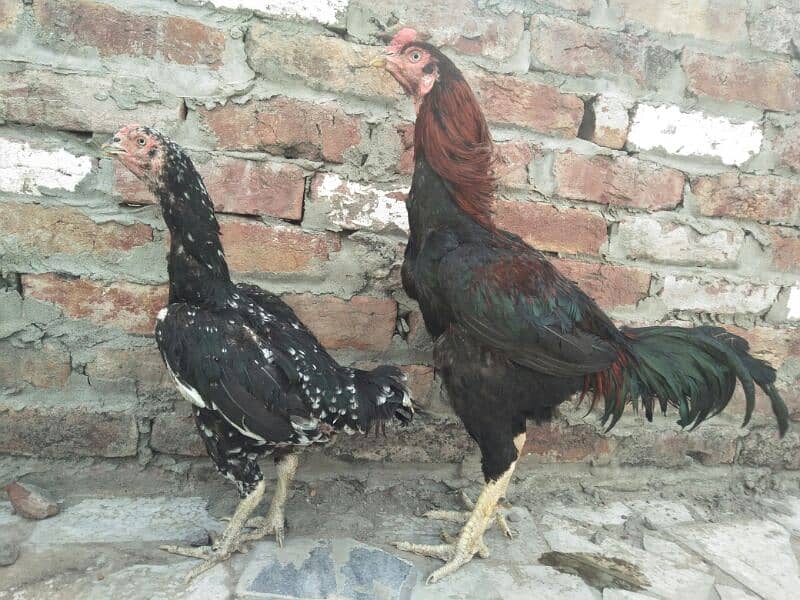Aseel pair for sale 1