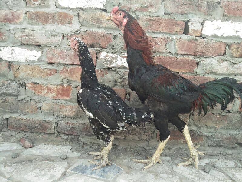 Aseel pair for sale 2