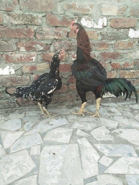 Aseel pair for sale 3