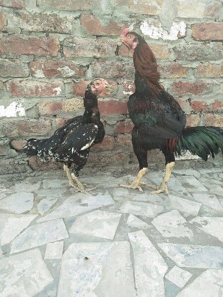 Aseel pair for sale 4