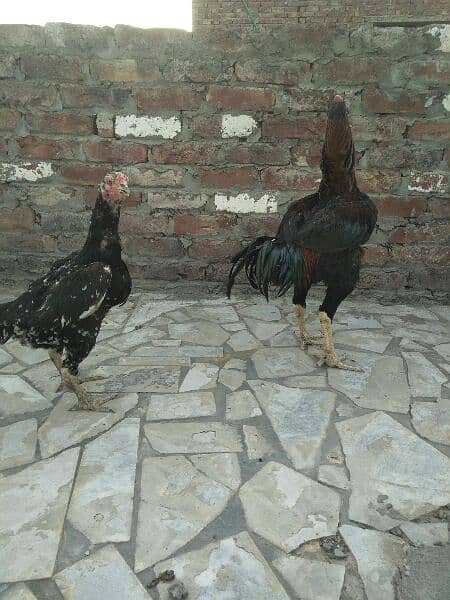 Aseel pair for sale 5