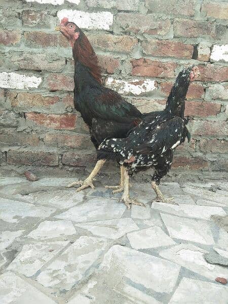 Aseel pair for sale 6