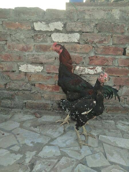Aseel pair for sale 7