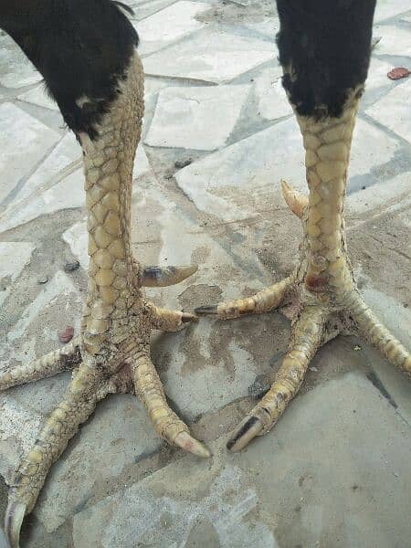 Aseel pair for sale 19
