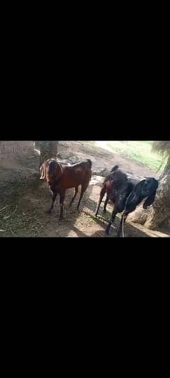 Total 3 bakra one black one white and one brown