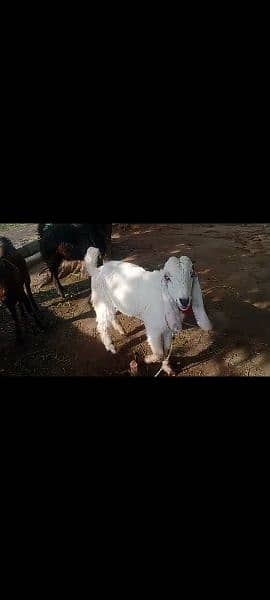 Total 3 bakra one black one white and one brown 1