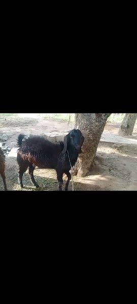Total 3 bakra one black one white and one brown 2