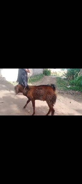 Total 3 bakra one black one white and one brown 3