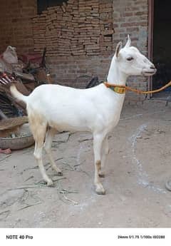 Goat | burberry goat pair | Bakri | pair for sale pair 0