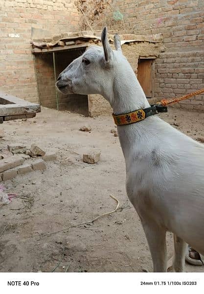 Goat | burberry goat pair | Bakri | pair for sale pair 1