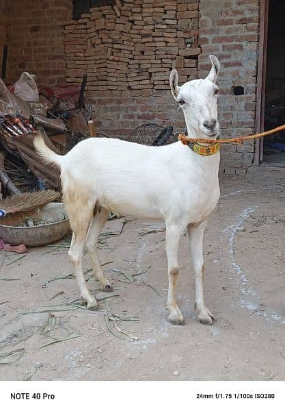 Goat | burberry goat pair | Bakri | pair for sale pair 2