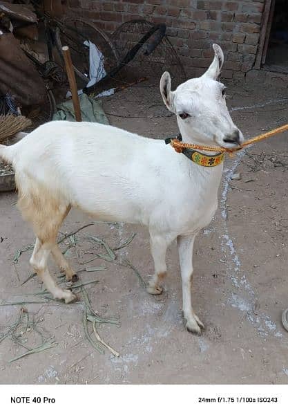 Goat | burberry goat pair | Bakri | pair for sale pair 3