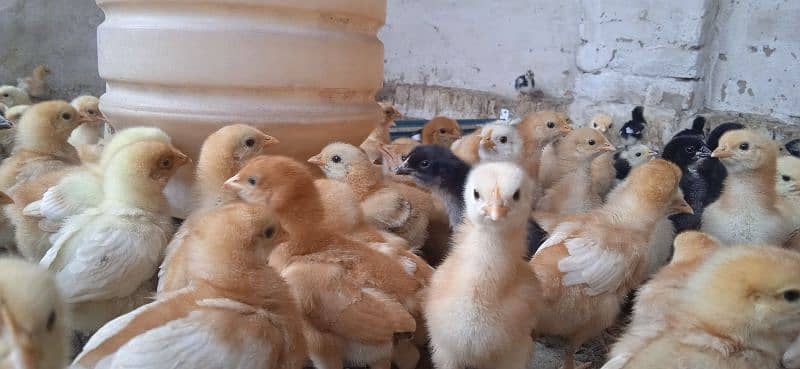 LohmannBraun chicks rir hai bard golden misri 6