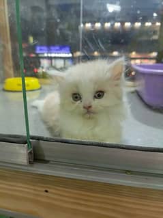 Persian kitten white color