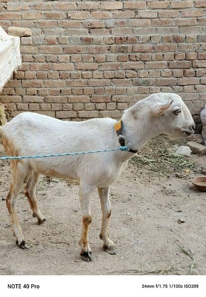 Goat | burberry goat pair | Bakri | pair for sale pair 4