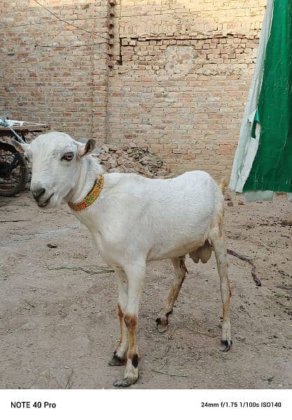 Goat | burberry goat pair | Bakri | pair for sale pair 5