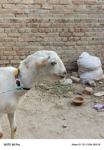 Goat | burberry goat pair | Bakri | pair for sale pair 6