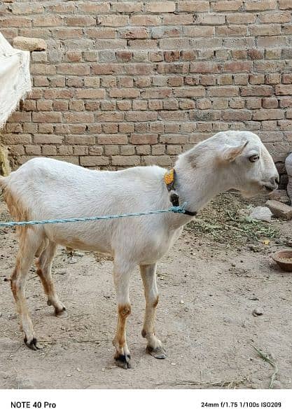 Goat | burberry goat pair | Bakri | pair for sale pair 7