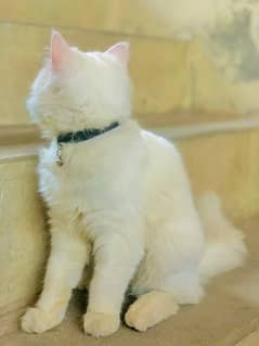 perisan cat for sail 6 month age yollow eyes