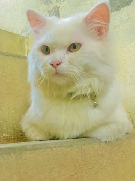 perisan cat for sail 6 month age yollow eyes 1