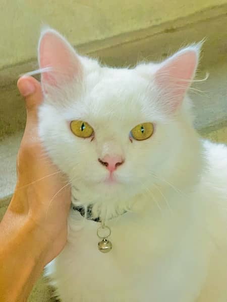 perisan cat for sail 6 month age yollow eyes 2
