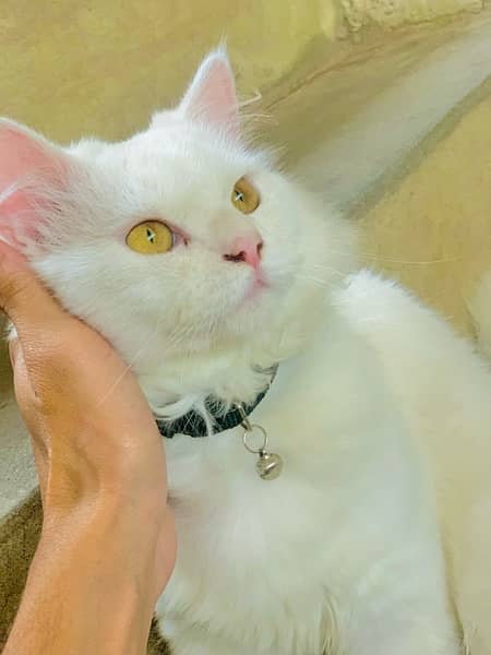 perisan cat for sail 6 month age yollow eyes 3