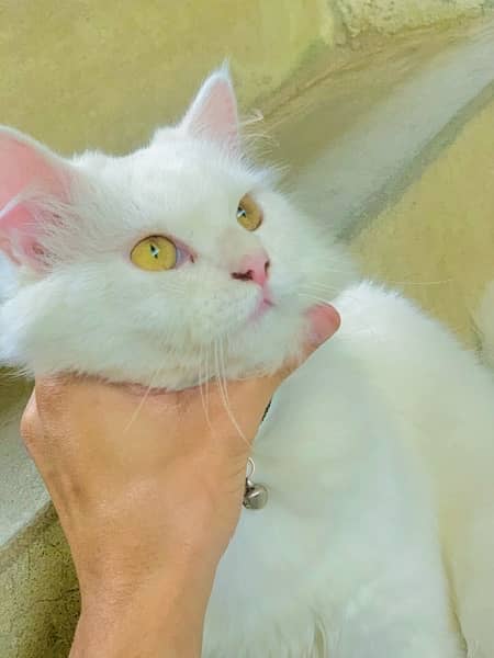 perisan cat for sail 6 month age yollow eyes 4
