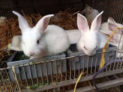 New Zealand White Rabbit Bunnies (50 Days old, 4 kg Breed)
