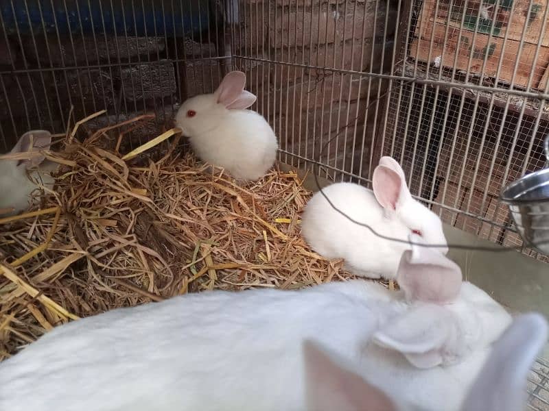 New Zealand White Rabbit Bunnies (37 Days old, 4 kg Breed) 1