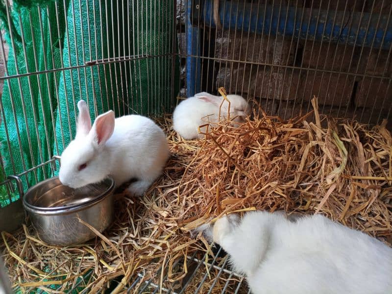 New Zealand White Rabbit Bunnies (37 Days old, 4 kg Breed) 3