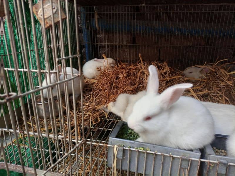 New Zealand White Rabbit Bunnies (37 Days old, 4 kg Breed) 4