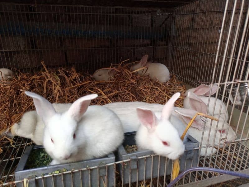 New Zealand White Rabbit Bunnies (37 Days old, 4 kg Breed) 5