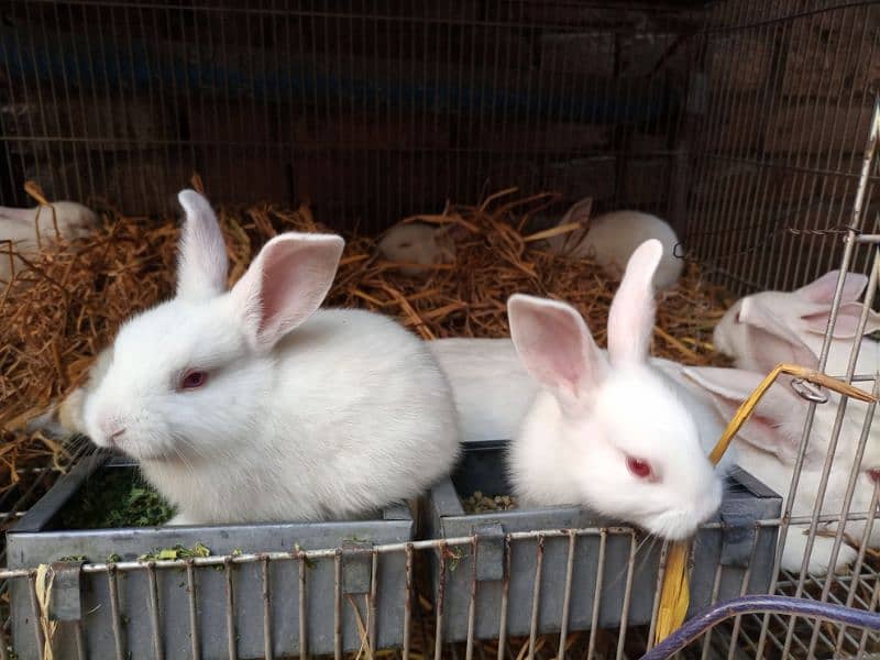 New Zealand White Rabbit Bunnies (37 Days old, 4 kg Breed) 6