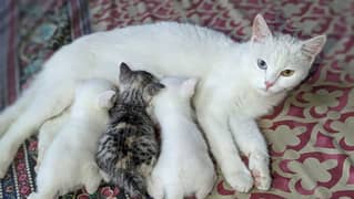 Persian cat with cat home(1 6 month old and 3 new born 3 week old)