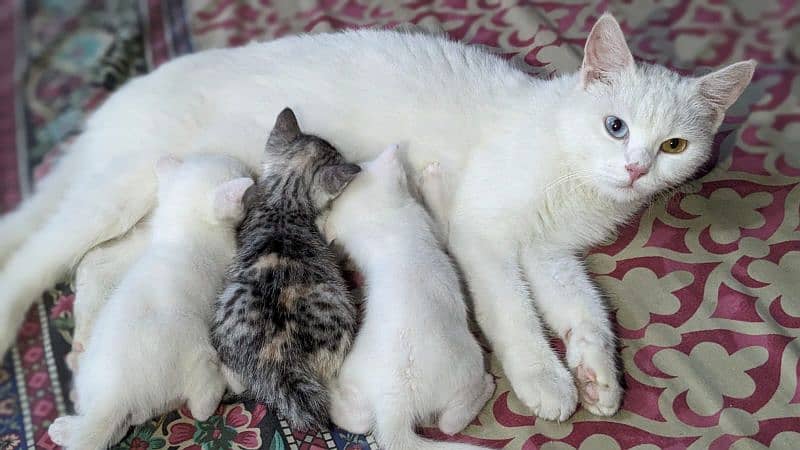 Persian cat with cat home(1 6 month old and 3 new born 3 week old) 2