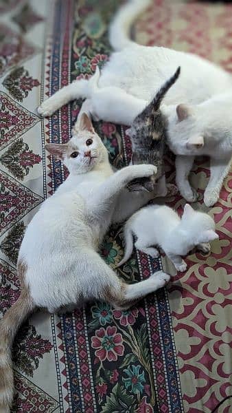 Persian cat with cat home(1 6 month old and 3 new born 3 week old) 3