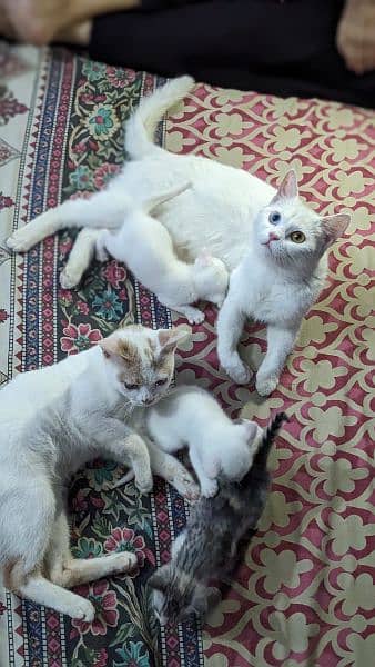 Persian cat with cat home(1 6 month old and 3 new born 3 week old) 8