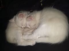 Persian Kittens for urgent sale 0