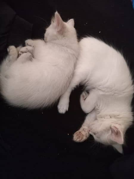 Persian Kittens for urgent sale 1